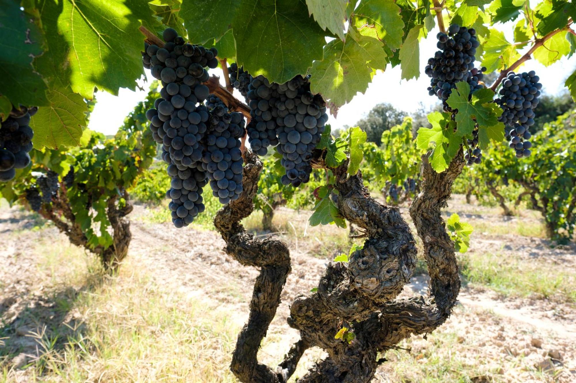 شقة Enoturismo Celler Pinol Batea المظهر الخارجي الصورة