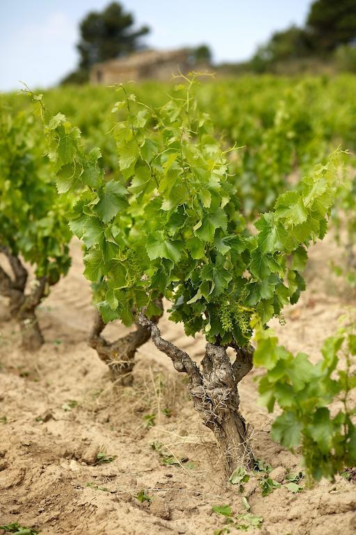 شقة Enoturismo Celler Pinol Batea المظهر الخارجي الصورة